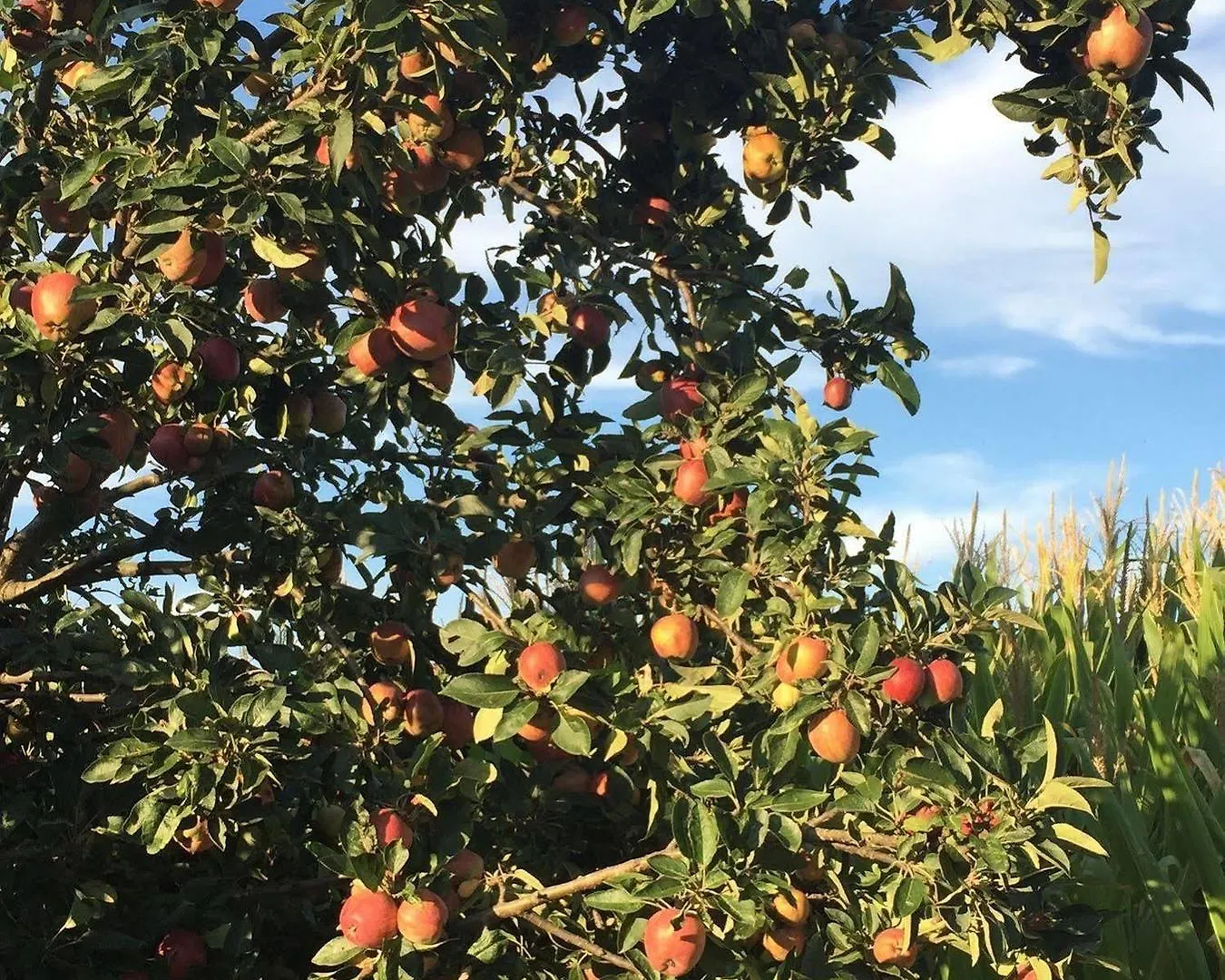 Frutteto Dei Babbi Villa Capannori 0*,